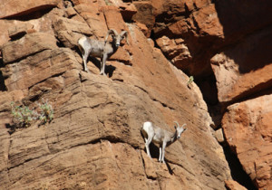 Bighorn Sheep on a Red Rock Canyon Scooter Tour