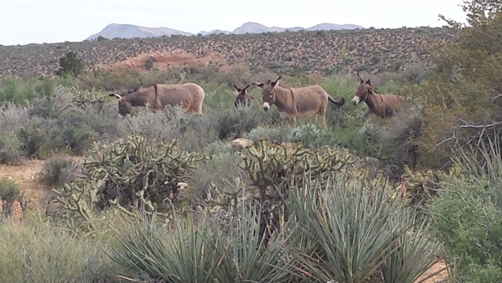 Wild Burro Family in Red Rock Canyon