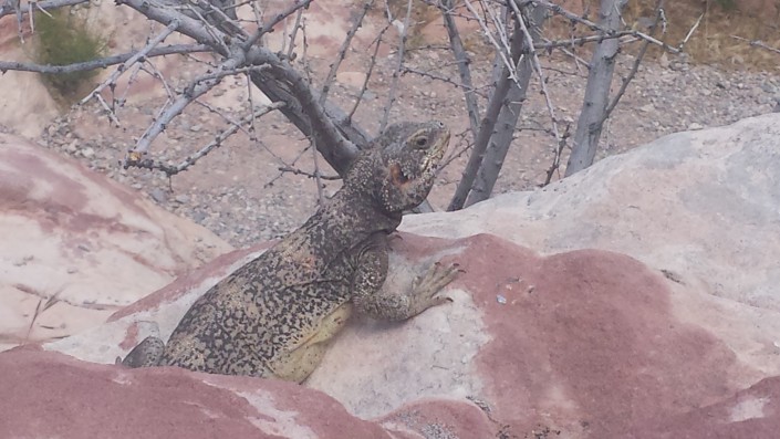 Chuckwalla lizard in Red Rock Canyon, Las Vegas